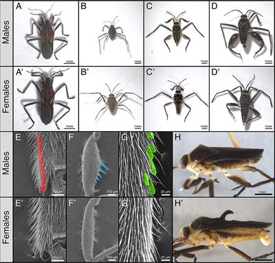 Escalation and Morphological Constraints of Antagonistic Armaments in Water Striders